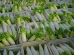 Exp.:White Radish
